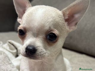 Chihuahua perros Chihuahua en venta - Anuncio 36