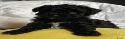 Caniche Toy perros en venta: No dejes pasar la oportuniodad, caniche toy - Anuncio 3