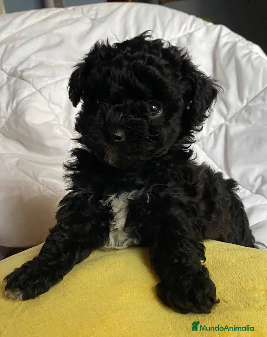 Caniche Toy perros en venta: No dejes pasar la oportuniodad, caniche toy - Anuncio 3