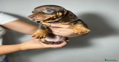 Teckel Miniatura perros en Ciudad Real - Anuncio 12