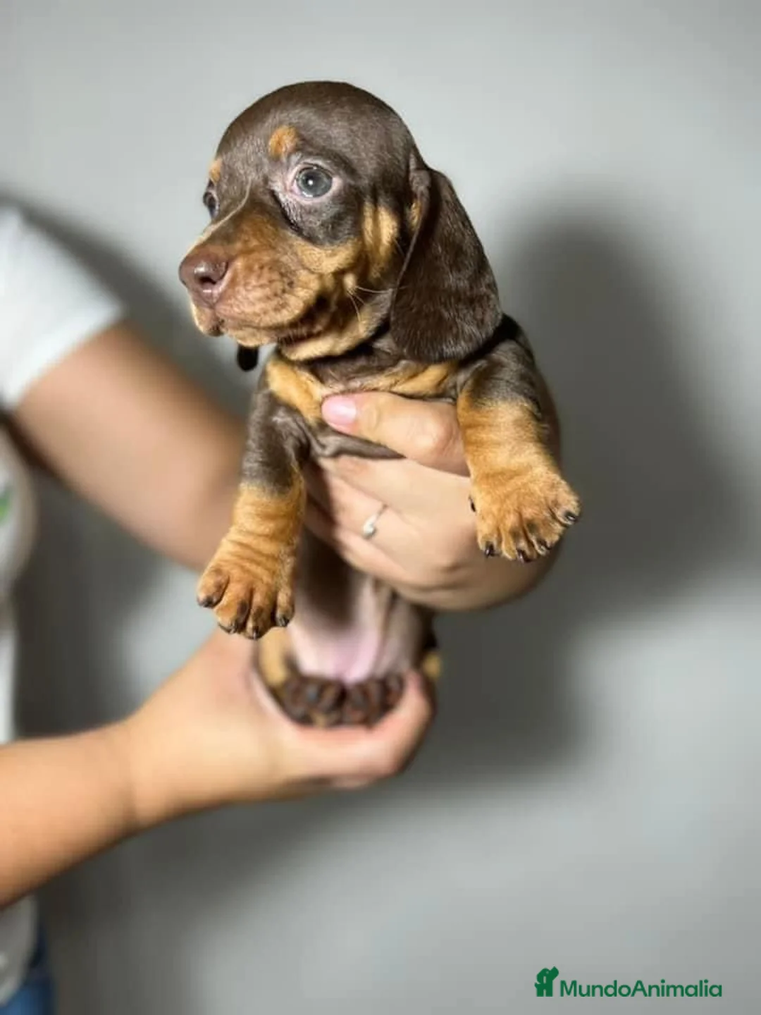 Teckel Miniatura perros en venta: Teckel listos para entregar  en Ciudad Real - Anuncio 3