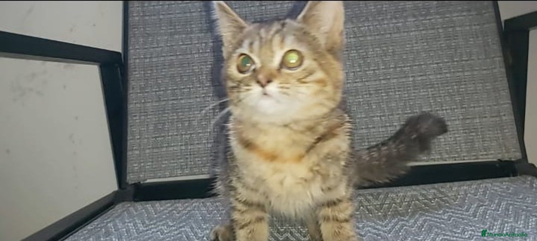 Británico de Pelo Corto gatos en venta: ⚜ Preciosa Gatita bebé British ⚜ - Imagen 4