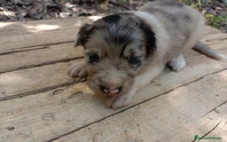 Border Collie perros en venta: Border collie chocolate y merle - Imagen 14