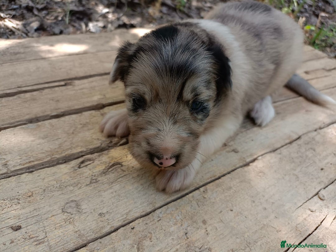 Border Collie perros en venta: Border collie chocolate y merle - Imagen 14