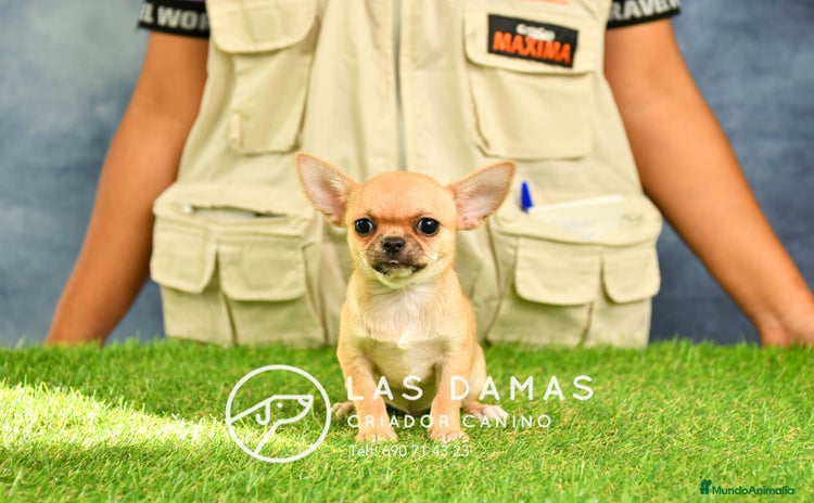 Chihuahua perros en Rubena - Propaganda 7