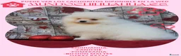 Pomerania perros en venta: POMERANIA  LINEA TOY   MUY CHATO - Anuncio 7