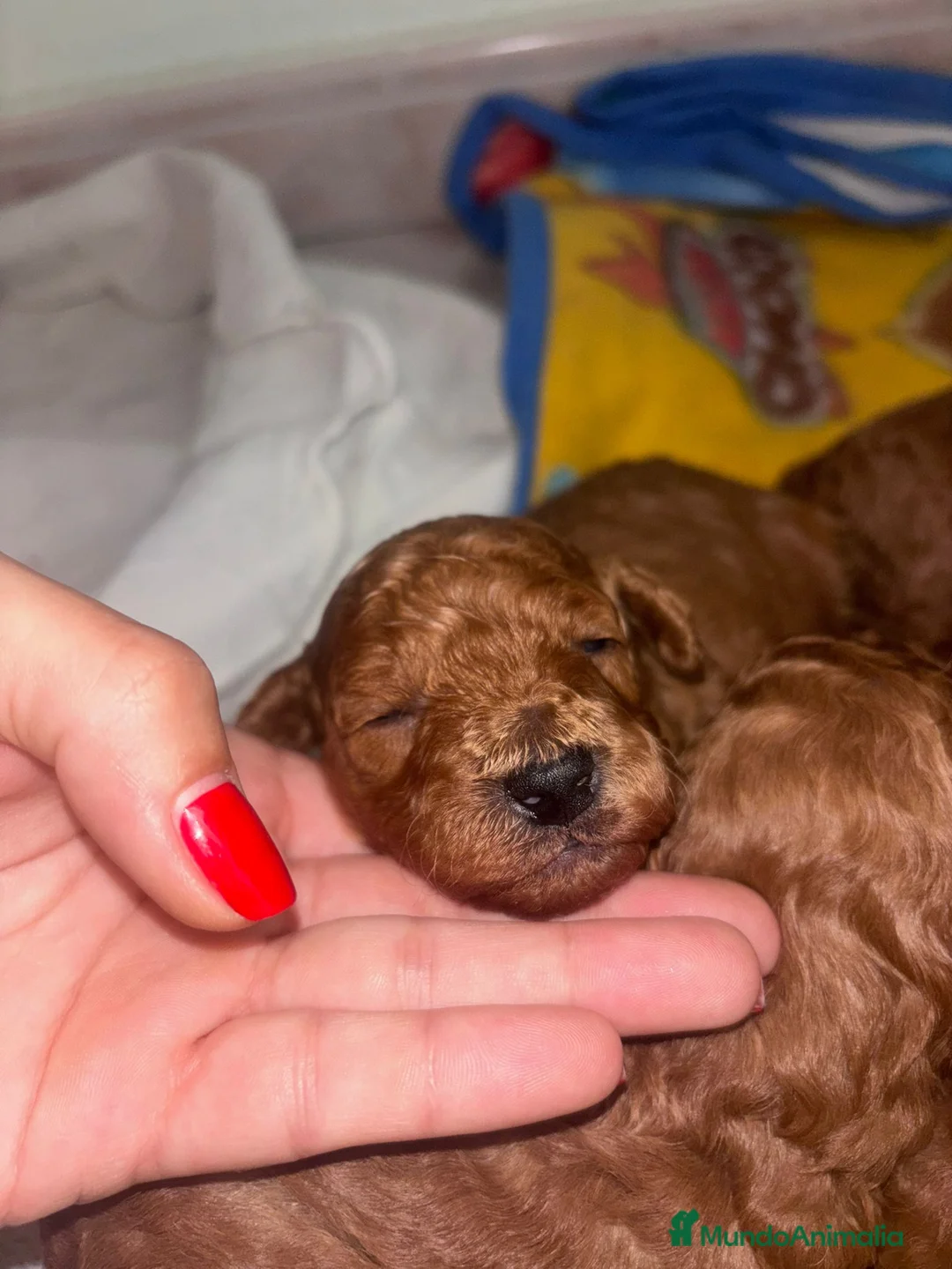 Caniche Toy perros en venta: Caniche toy  - Anuncio 1