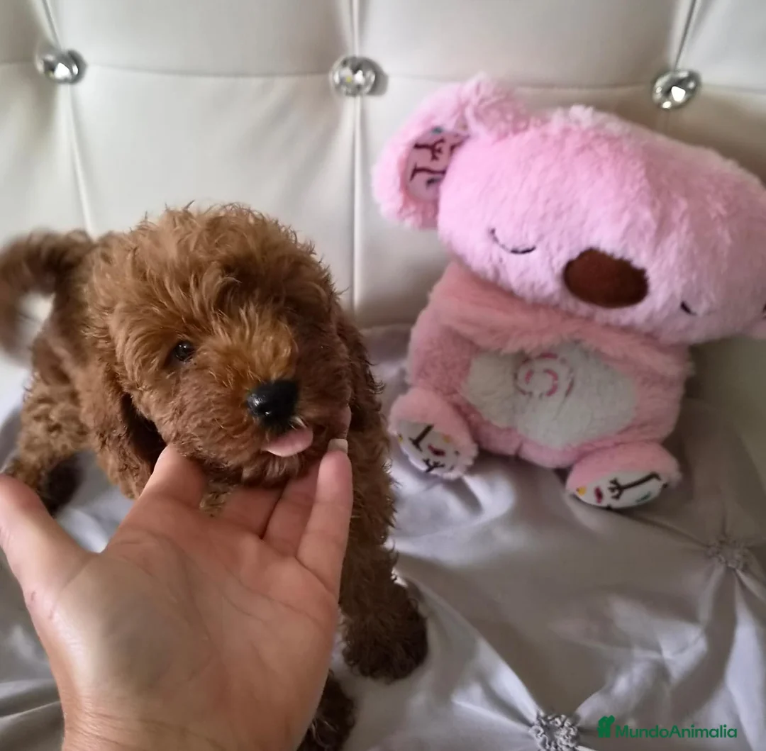 Caniche Toy perros en venta: Caniche toy - Anuncio 1