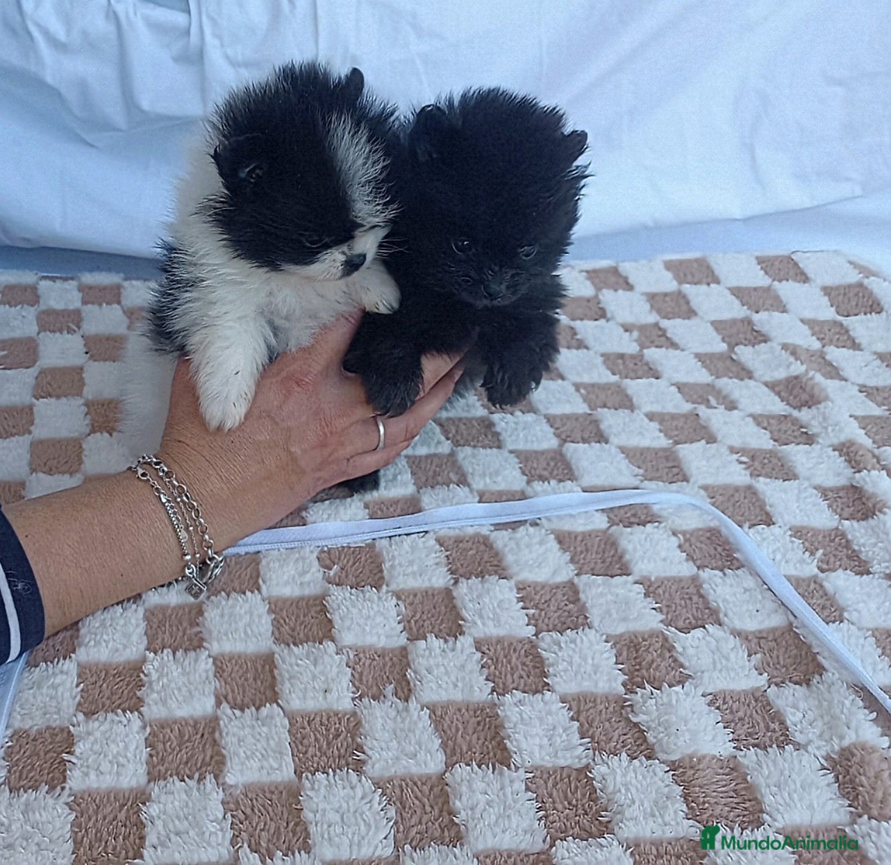 Pomerania perros en venta: HEMBRITAS POMERANIA SUPER TOY   - Anuncio 1