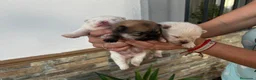 Pomerania perros en venta: Pomerania  - Anuncio 3