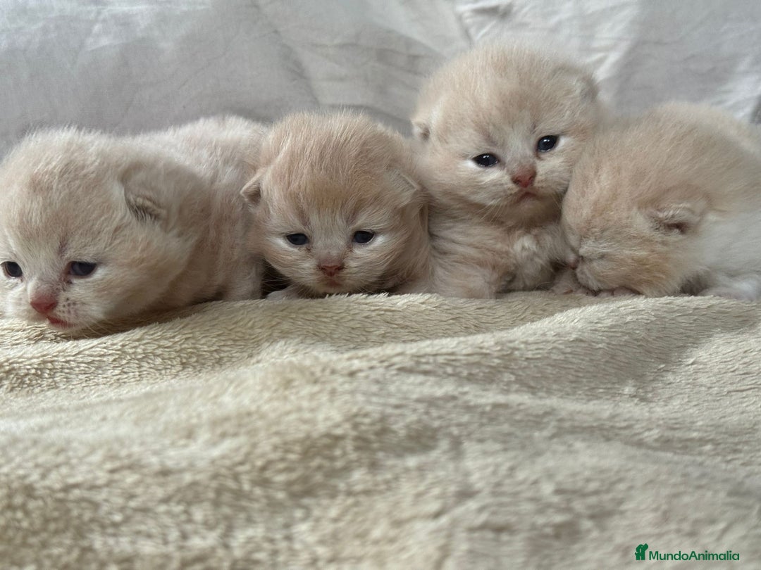 Británico de Pelo Corto gatos en venta: Cachorros British Shorthair  en Madrid - Imagen 4