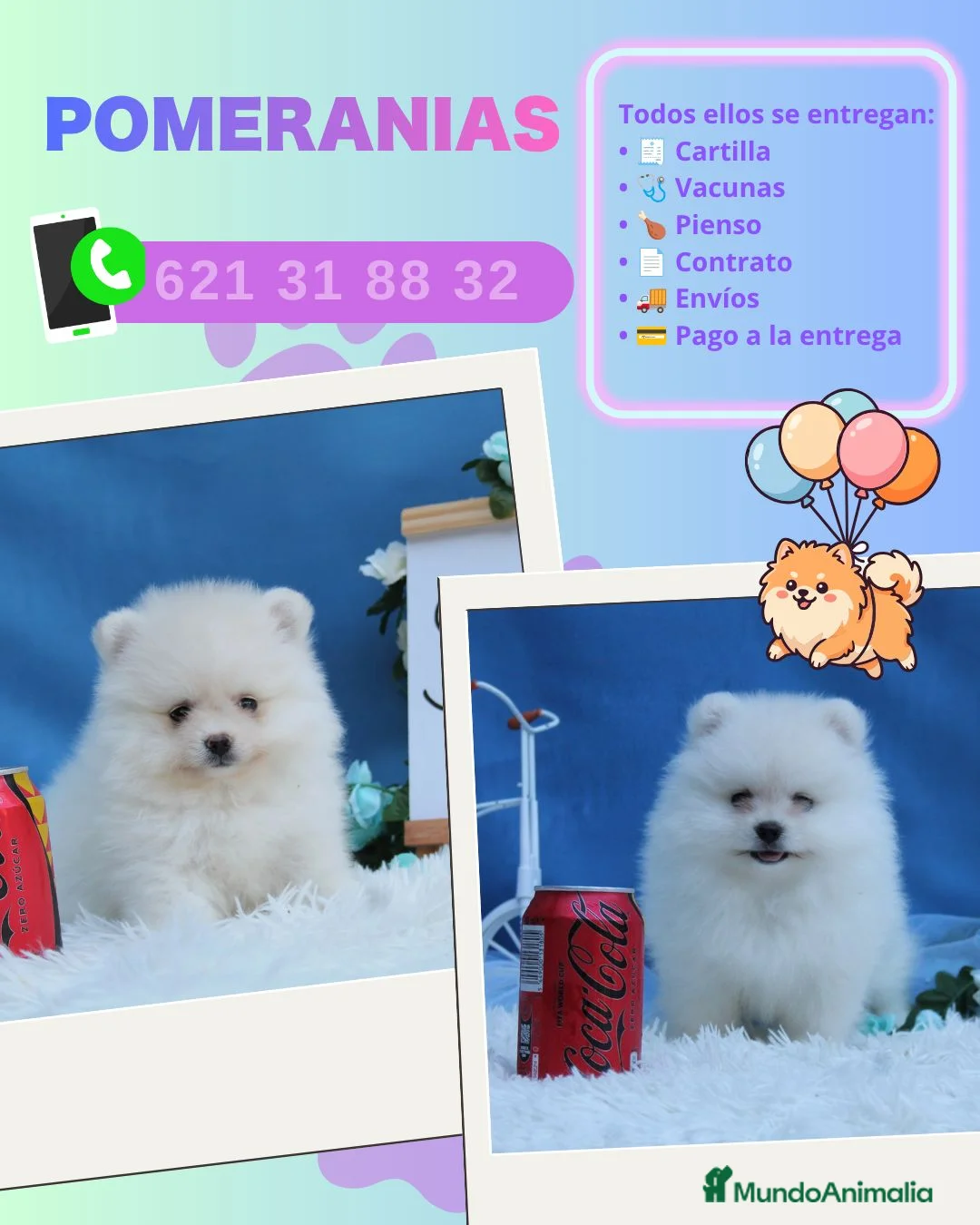 Pomerania perros en venta: Preciosos pomerania carita de osito - Anuncio 1