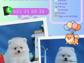 Pomerania perros Preciosos pomerania carita de osito - Anuncio 13