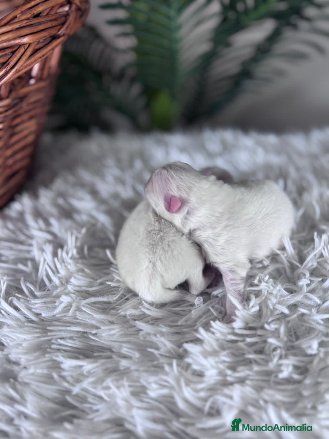 Pomerania perros en venta: POMERANIA - Anuncio 3