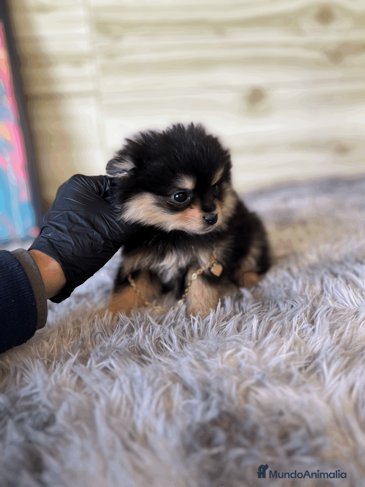 Pomerania perros Pomerania mini  - Anuncio 1