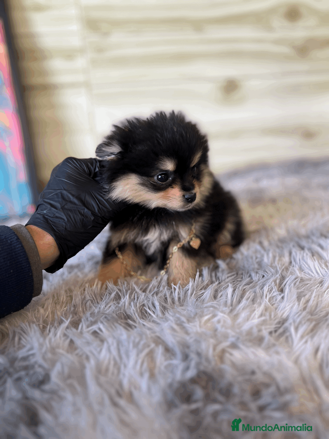 Pomerania perros en venta: Pomerania mini  - Anuncio 1