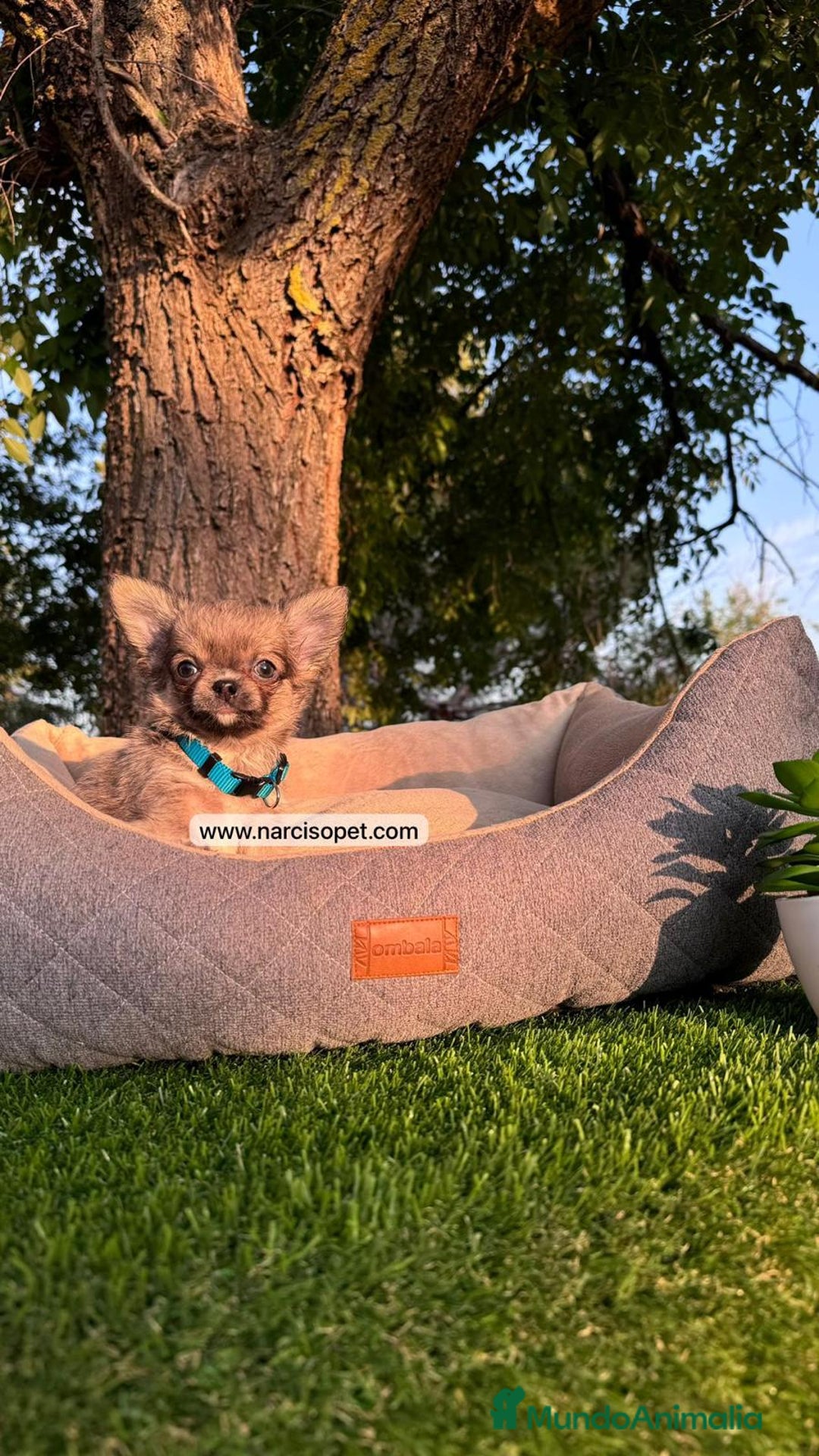 Chihuahua perros en venta: CHIHUAHUA PELO LARGO TOY - Imagen 4