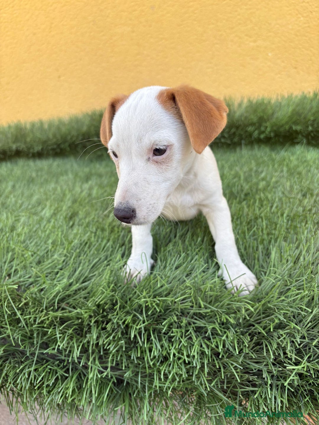 Jack Russell Terrier perros en venta: Hembra de Jack Russell  - Imagen 12