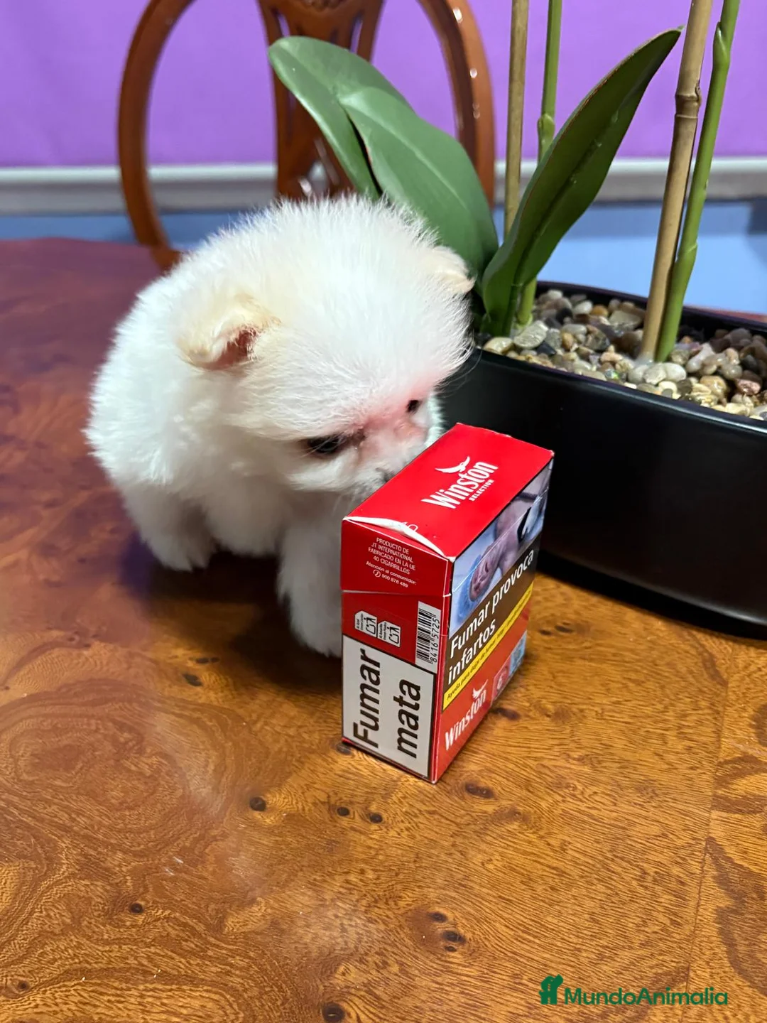 Pomerania perros en venta: Lulu de Pomerania mini toy hembra blanca naranja - Anuncio 20