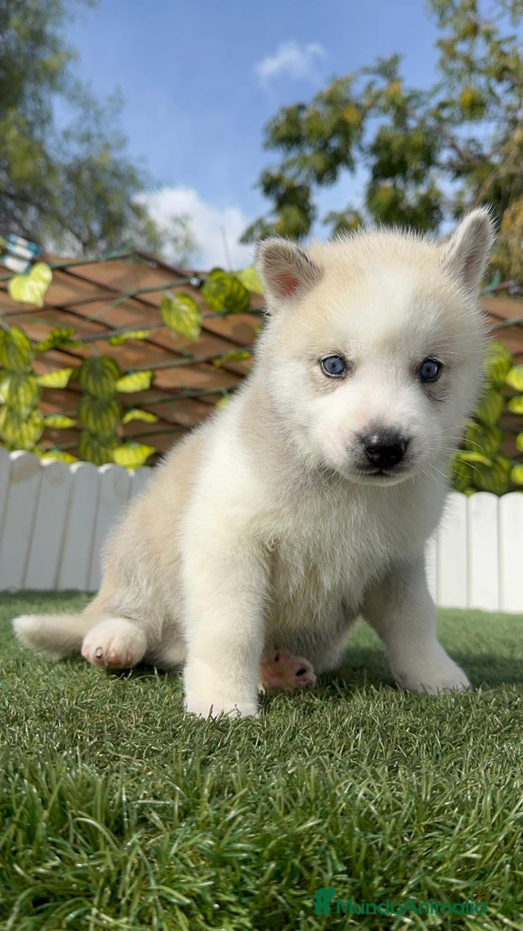 Husky Siberiano perros en venta: HUSKY SIBERIANO - Imagen 18