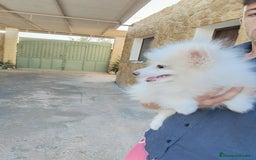 Raza Mixta perros en venta: Pomerania spit - Imagen 2