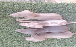 Teckel perros en venta: Teckel Hembra - Imagen 3