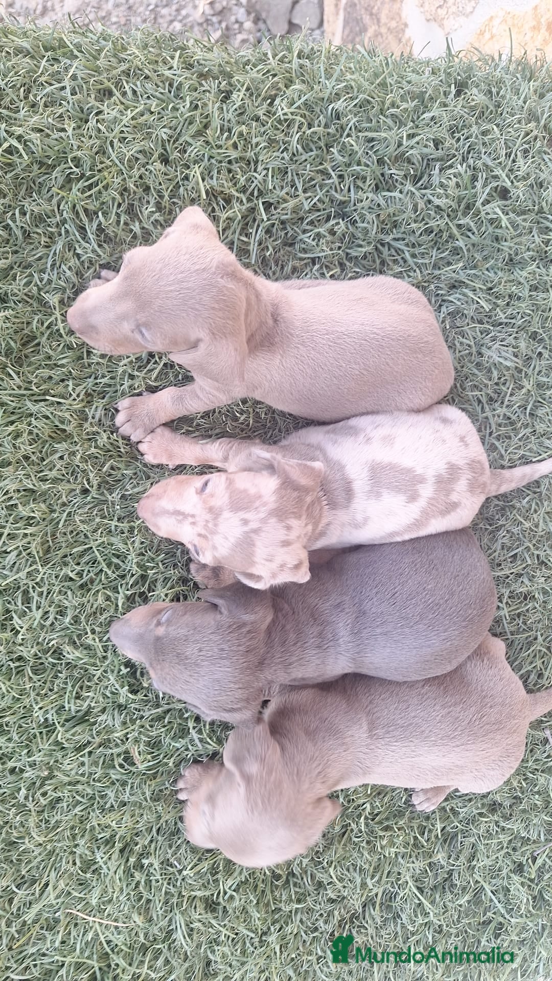 Teckel perros en venta: Teckel Hembra - Imagen 3