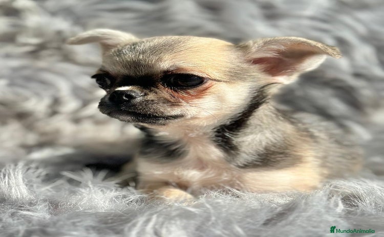 Chihuahua perros Chihuahua toy cervato  - Anuncio 1