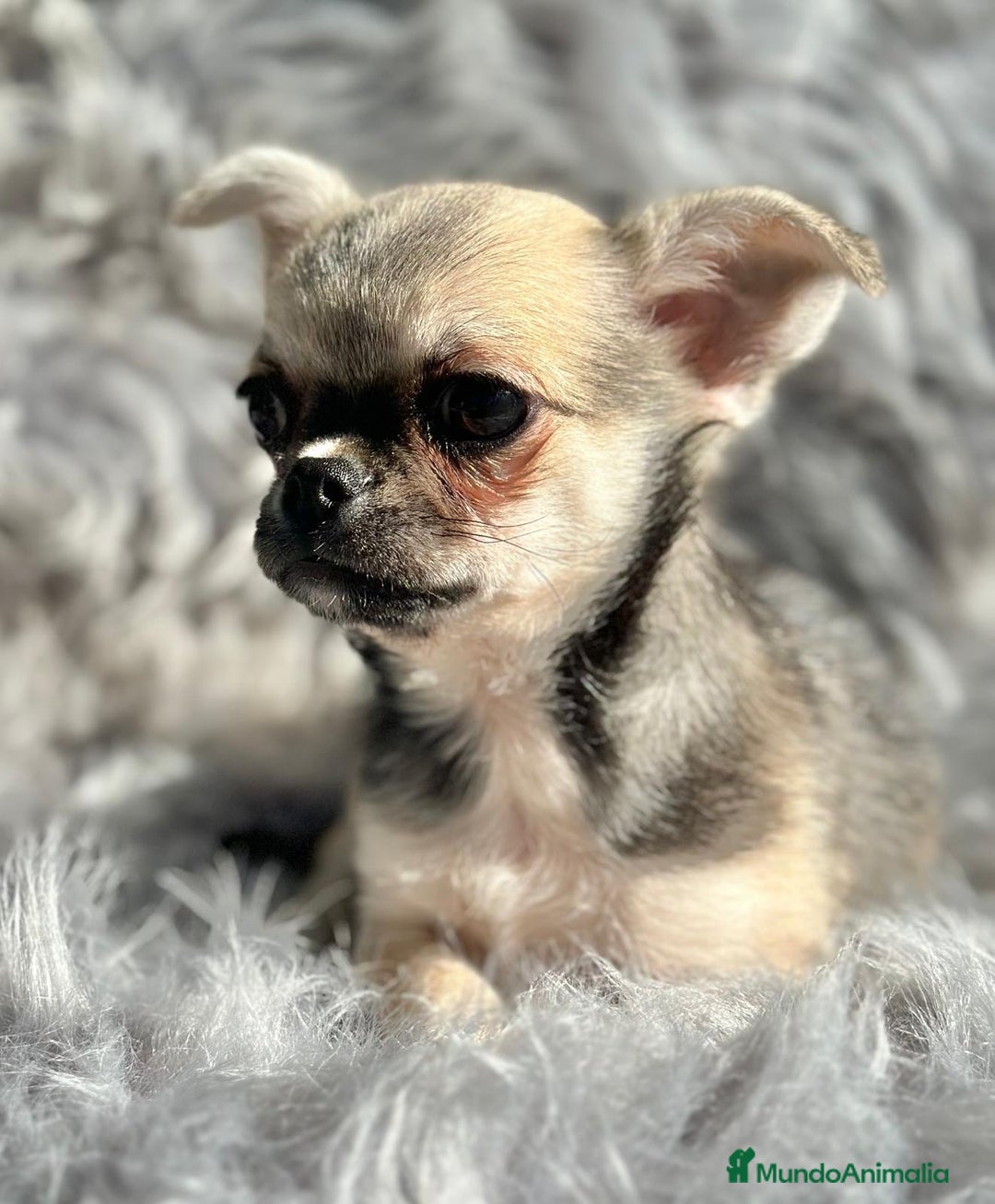 Chihuahua perros en venta: Chihuahua toy cervato  - Anuncio 1