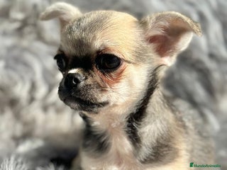 Chihuahua perros Chihuahua toy cervato - Anuncio 1