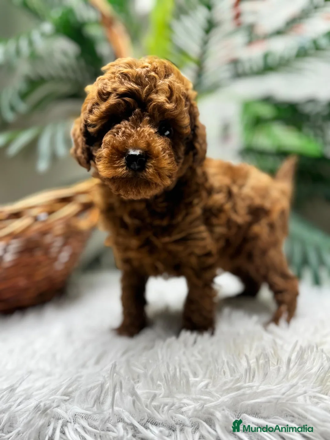 Caniche Toy perros en venta: CANICHE TOY-CACHORRO LISTO PARA ENTREGAR - Anuncio 19