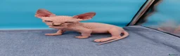 Sphynx gatos en venta: Impresionante machito ojos azules  - Anuncio 7