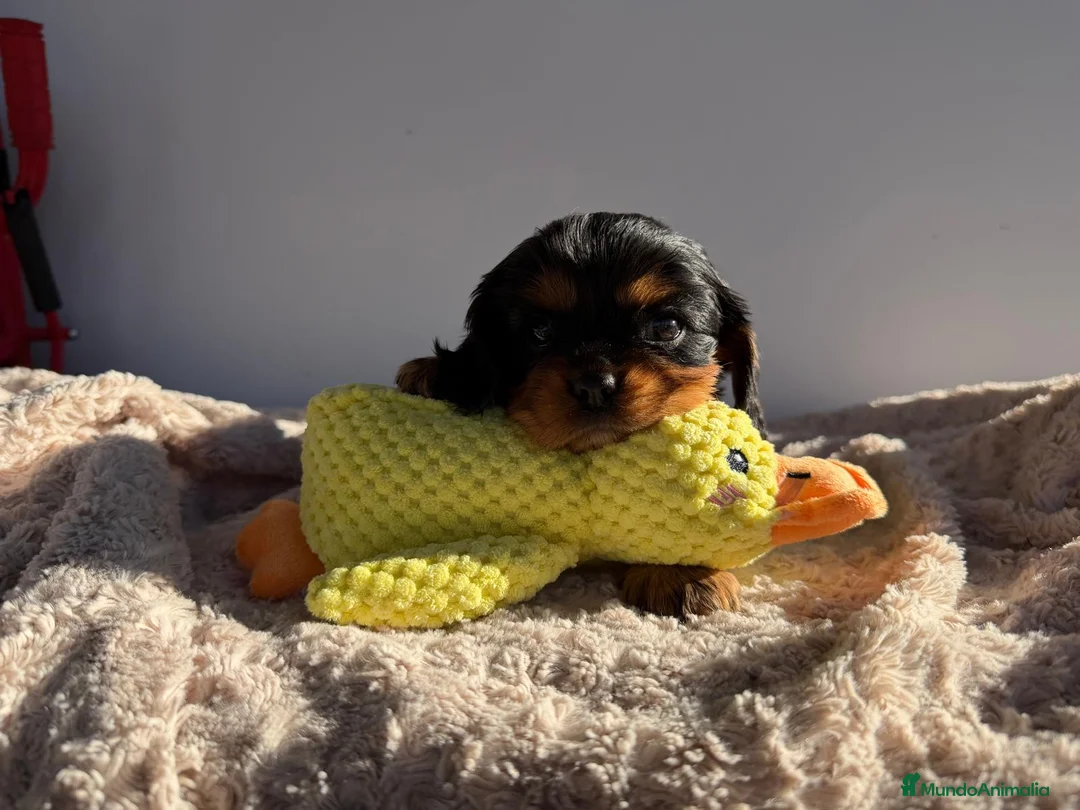 Cavalier King Charles Spaniel perros en venta: Cachorro Cavalier negro fuego y ruby  - Anuncio 7