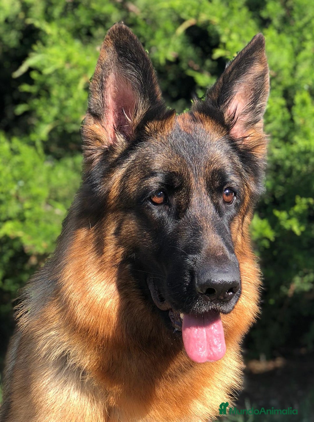 Pastor Alemán perros en venta: Cachorros de pastor alemán  en Salamanca - Imagen 21