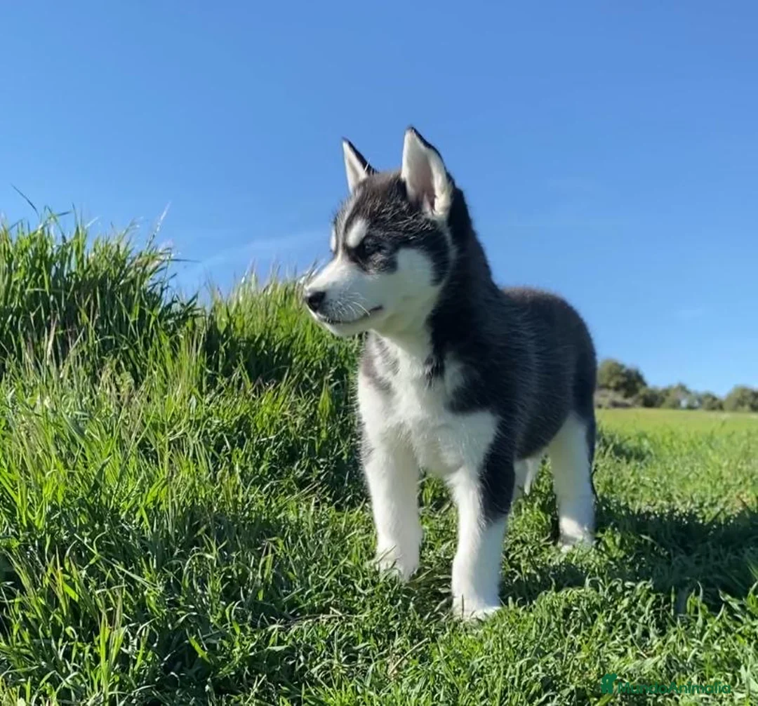 Husky Siberiano perros en venta: Husky siberiano  - Anuncio 1