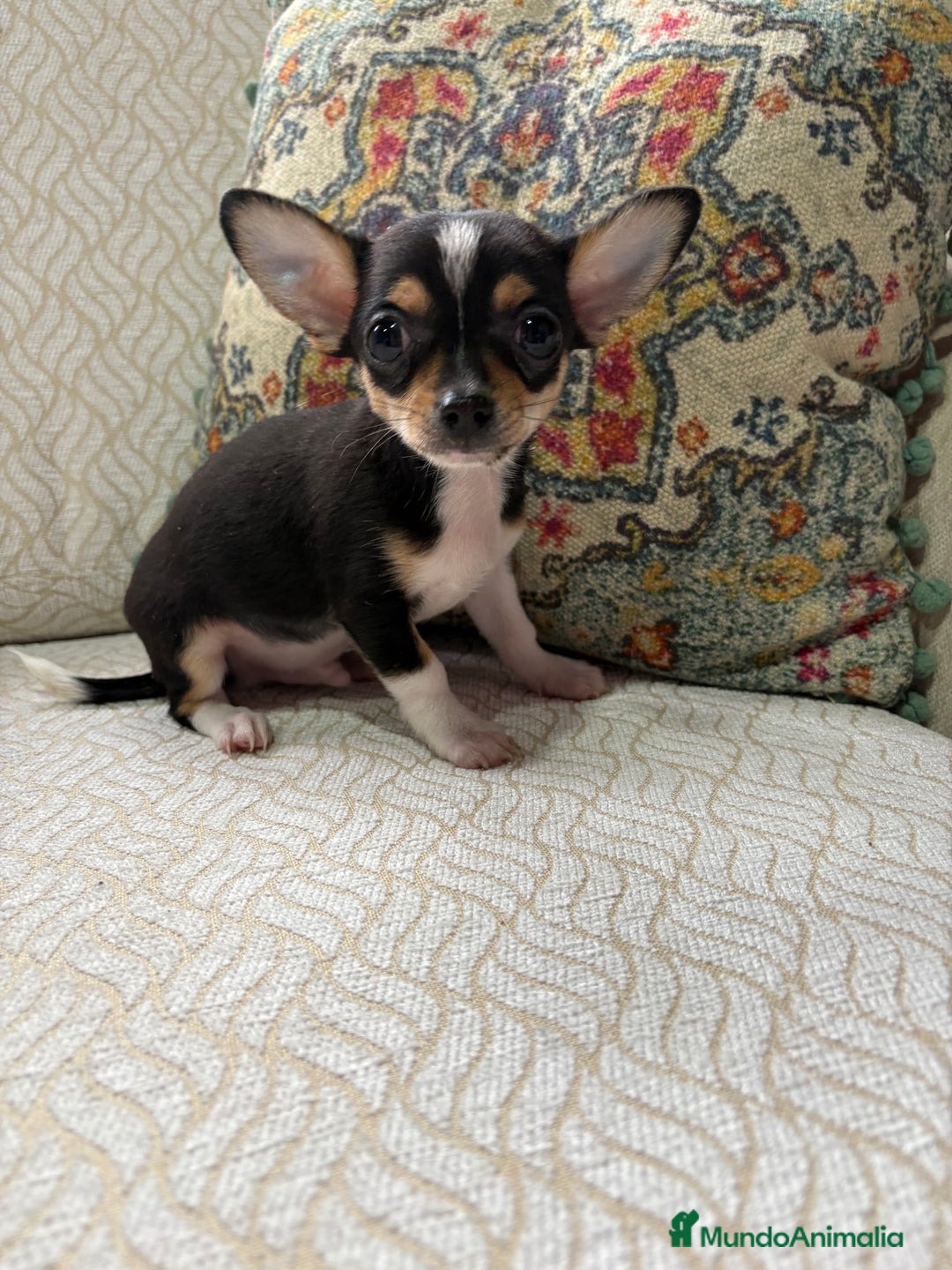 Chihuahua perros en venta: Macho chihuahua Toy tricolor  - Anuncio 10