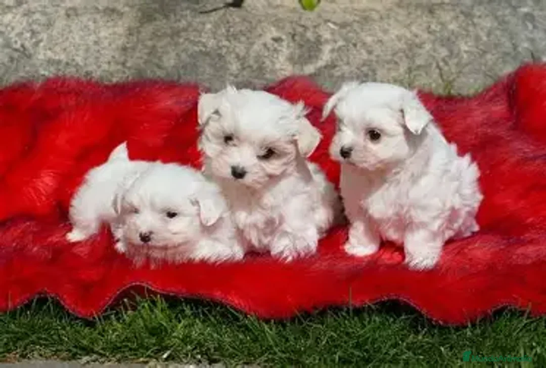 Bichón Maltés perros en venta: CACHORRO BICHON MALTES AMERICANO/COREANO - Anuncio 2
