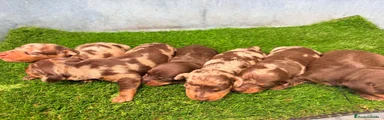 TECKEL CHOCOLATE 