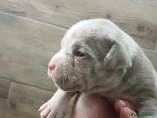 American Bully perros american bully micro - Anuncio 4
