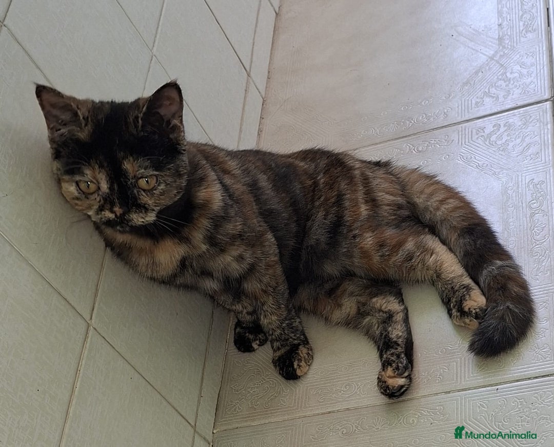 Exótico de Pelo Corto gatos en venta: Raza exótica - Imagen 7