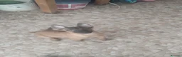 Pastor Belga Malinois perros en venta: Cachorros de Pastor belga Malinois 🐶🐾 en Sevilla - Anuncio 2