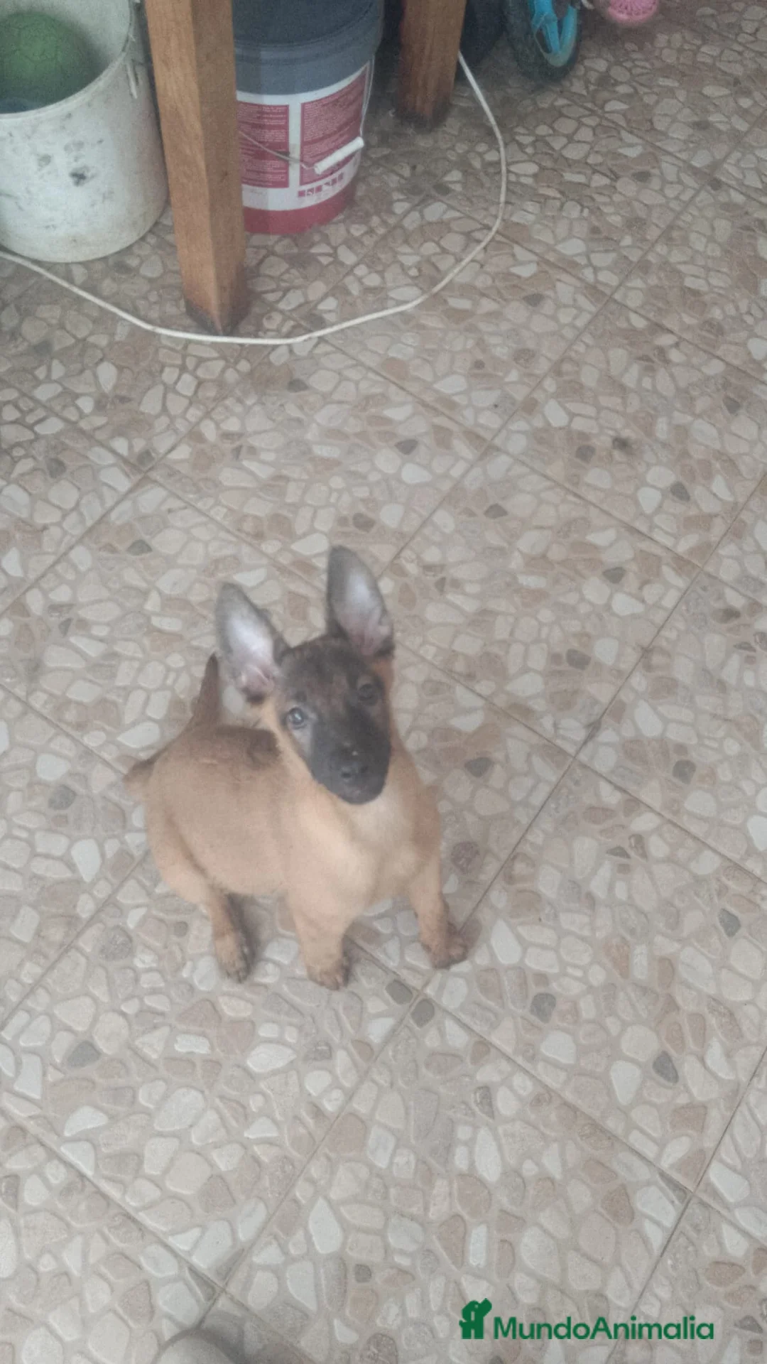 Pastor Belga Malinois perros en venta: Cachorros de Pastor belga Malinois 🐶🐾 en Sevilla - Anuncio 2