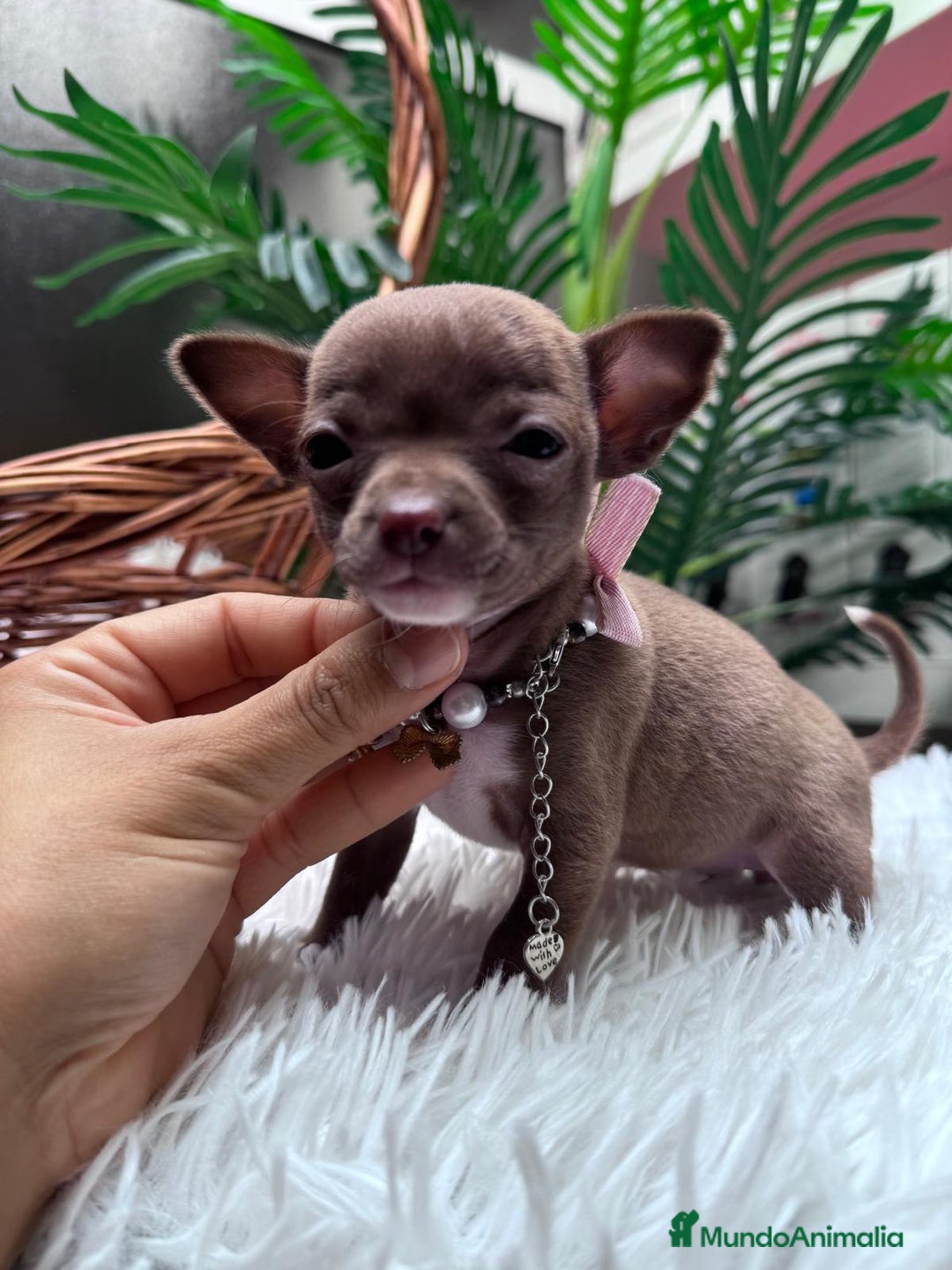 Chihuahua perros en venta: CHIHUAHUA HEMBRA - Anuncio 6