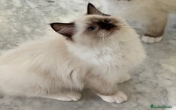 Ragdoll gatos en venta: Camada Ragdoll - Imagen 26