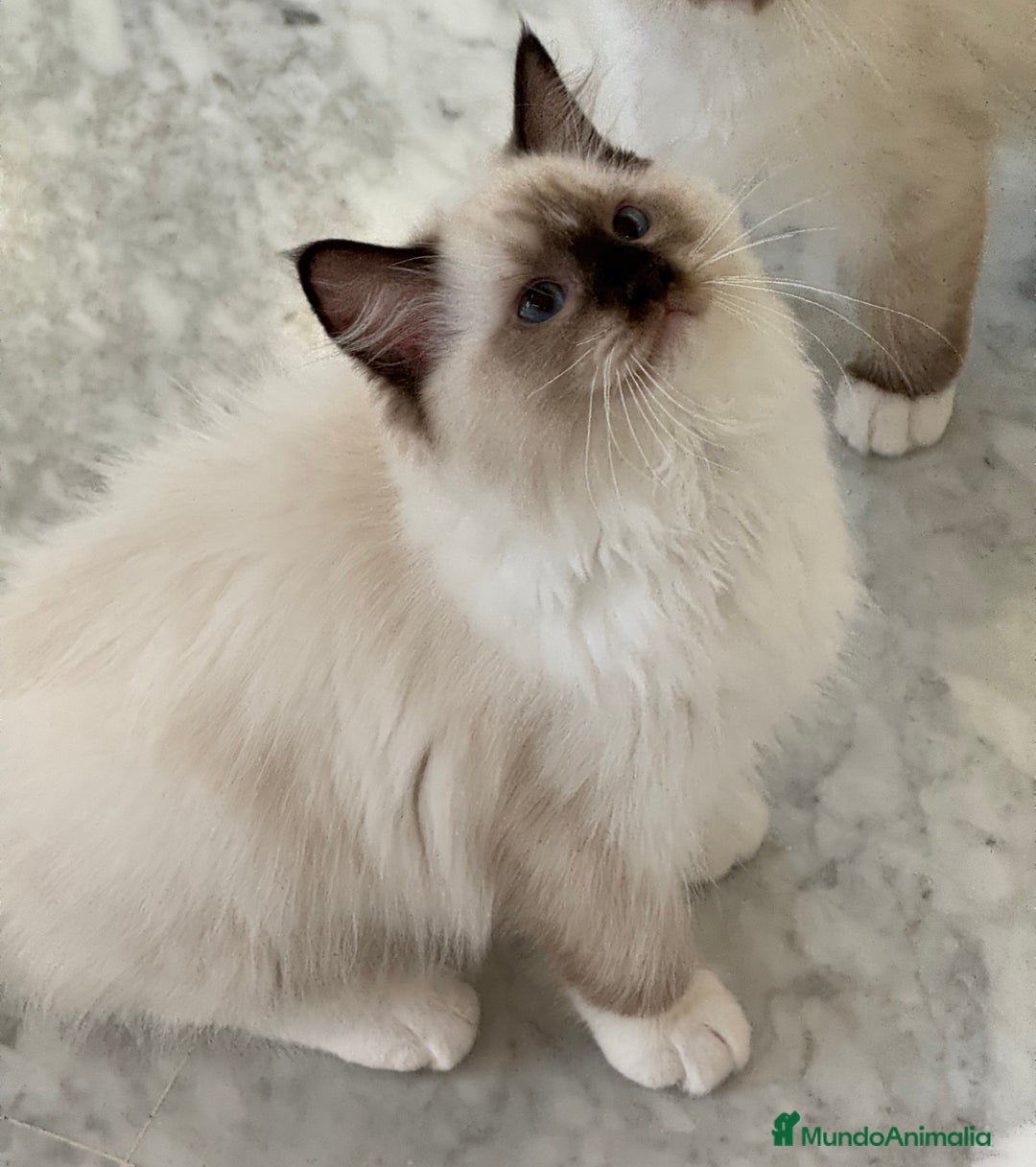 Ragdoll gatos en venta: Camada Ragdoll - Imagen 26