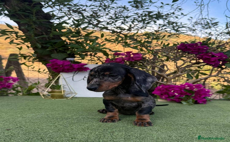 Teckel Miniatura perros Teckel Kanichen Machos Disponibles  - Anuncio 1