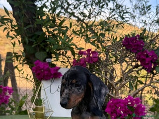 Teckel Miniatura perros Teckel Kanichen Machos Disponibles - Anuncio 1