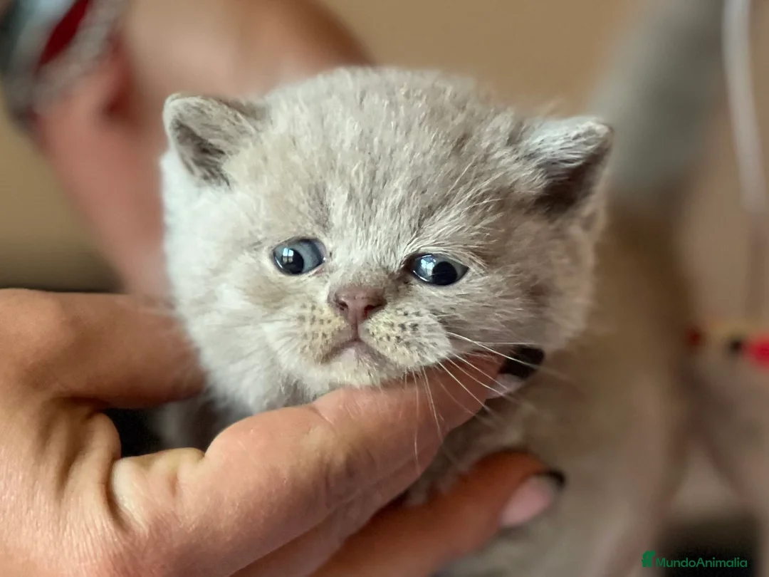 Británico de Pelo Corto gatos en venta: PRECIOSA BRITISH SHORTHAIR LILAC - Anuncio 2