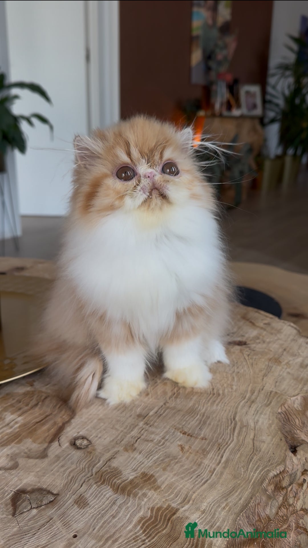 Persa gatos en venta: Hembra bicolor Roja  - Imagen 6