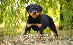 Rottweiler perros en venta: NO SON SIMPLEMENTE CACHORROS DE ROTTWEILER… - Imagen 5